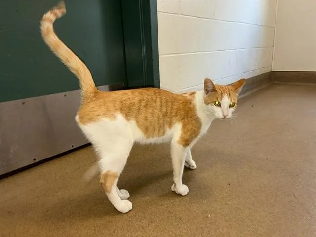 A young medium-sized male Domestic Short Hair cat named Pikachu for adoption in Santa Maria, CA