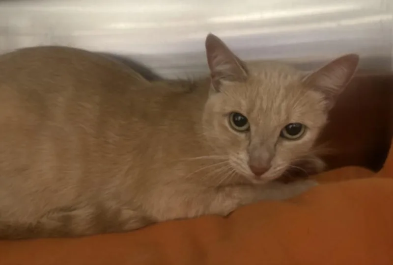 A young large-sized female American Shorthair cat named Hunny for adoption in Chatsworth, CA