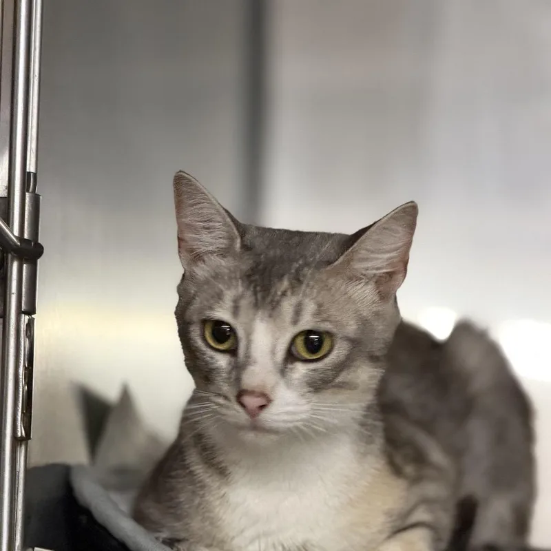 An adult medium-sized female Gray / Blue / Silver Domestic Short Hair cat named Wanda for adoption in Pauls Valley, OK