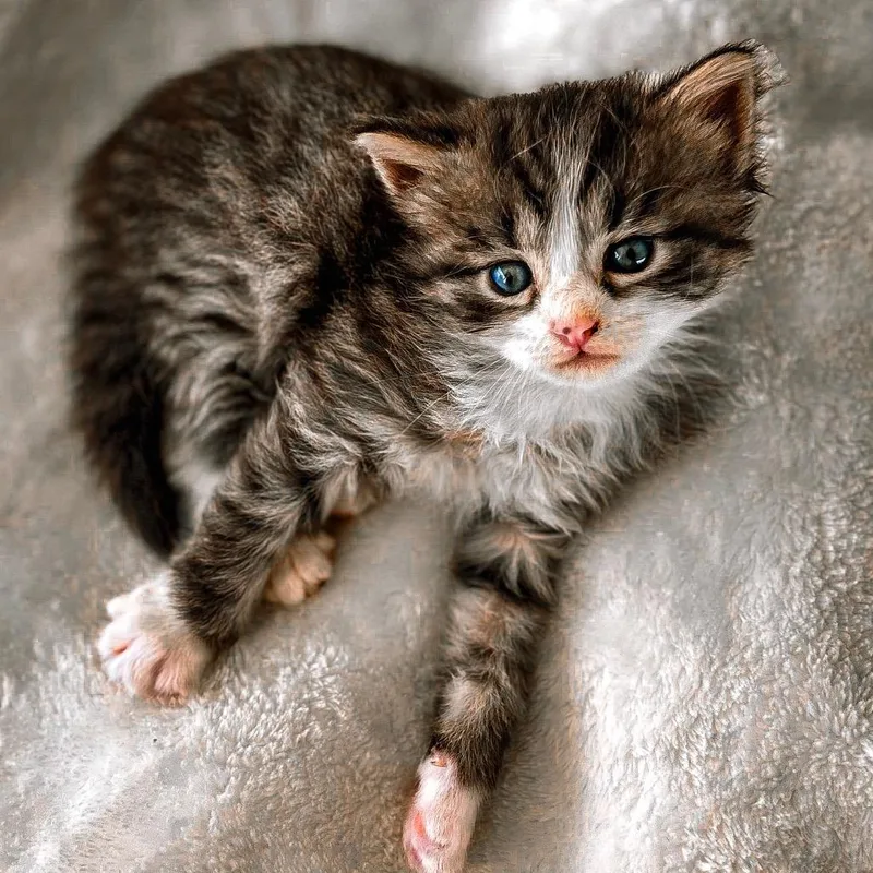 A baby small-sized male Gray / Blue / Silver Domestic Medium Hair cat named Ophie for adoption in Volcano, HI