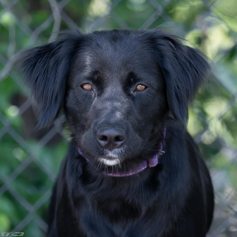 A young medium-sized female Retriever dog named Madea for adoption in BONIFAY, FL