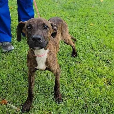 A baby medium-sized male Brindle Bulldog dog named Montgomery for adoption in Valdosta, GA