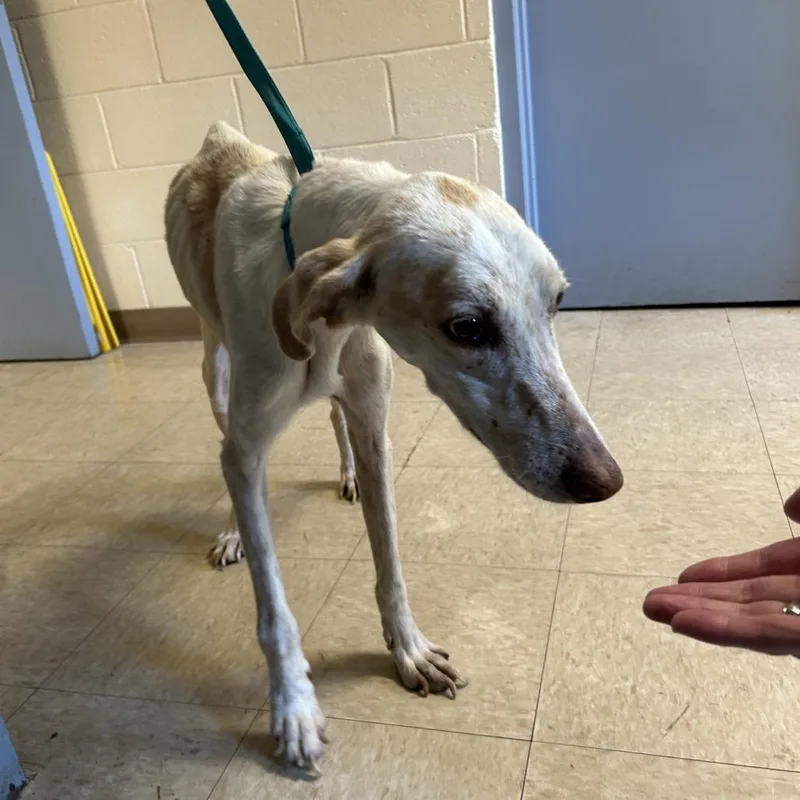 An adult medium-sized male Hound dog named Stray N Oak for adoption in Roxboro, NC