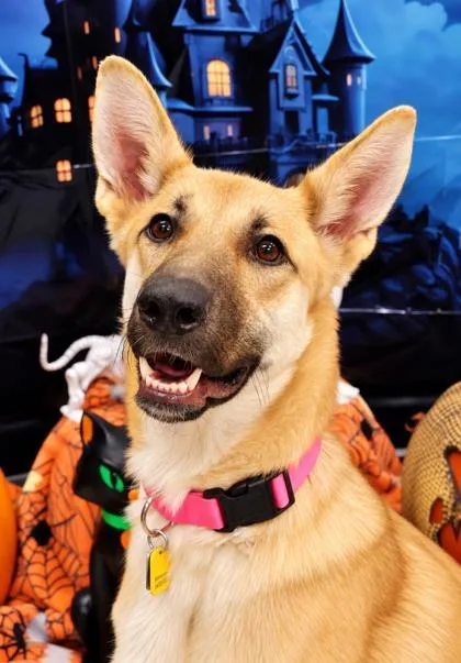 A young medium-sized female Yellow / Tan / Blond / Fawn Mixed Breed dog named Silvermist for adoption in Hamilton, OH