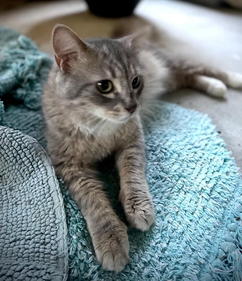 A baby small-sized male Domestic Medium Hair cat named Milo for adoption in Darien, GA