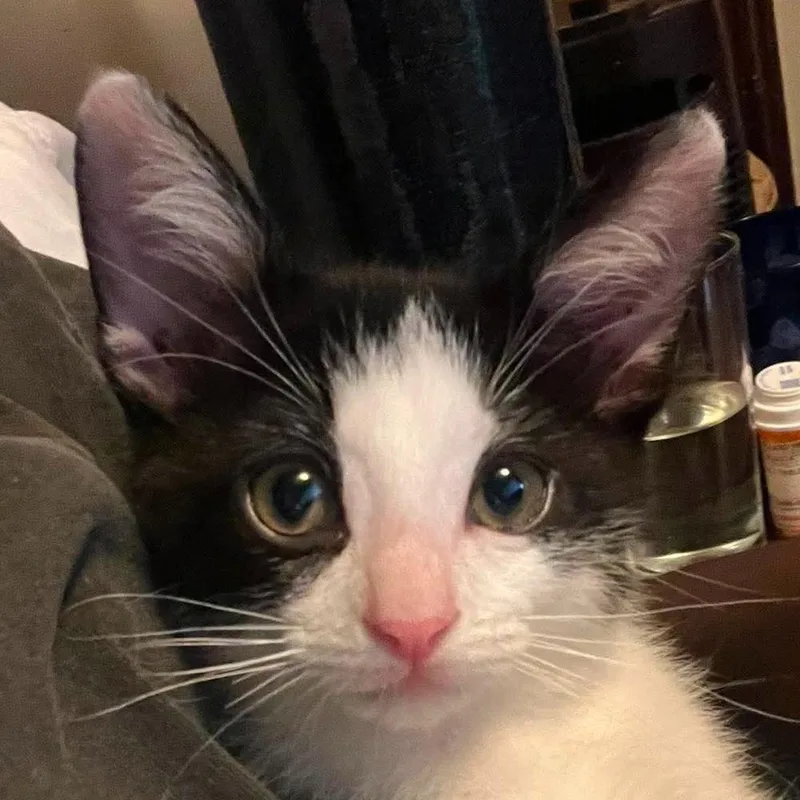 A baby small-sized male Black & White / Tuxedo Domestic Short Hair cat named Whiskey for adoption in Chicago, IL