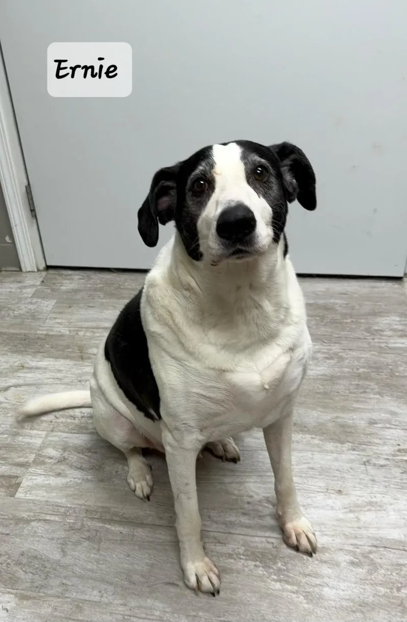 An adult large-sized male White / Cream Mixed Breed dog named Ernie for adoption in Urbana, OH
