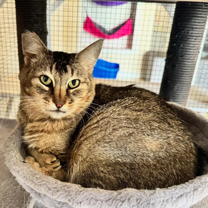 A senior medium-sized female Domestic Medium Hair cat named Matilda for adoption in Cambria, CA