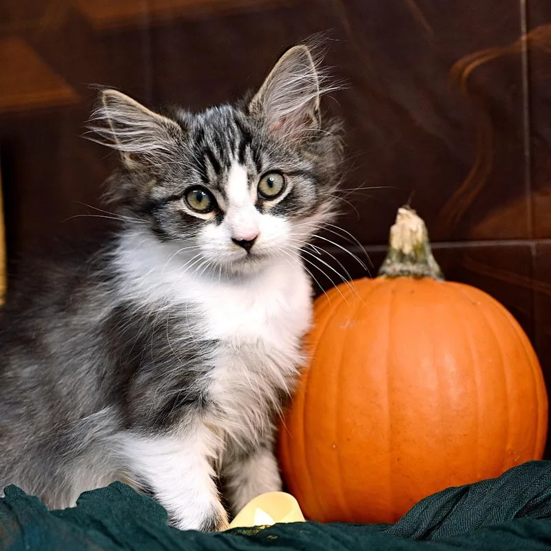 A baby medium-sized male Domestic Long Hair cat named TuTu for adoption in Shoreline, WA
