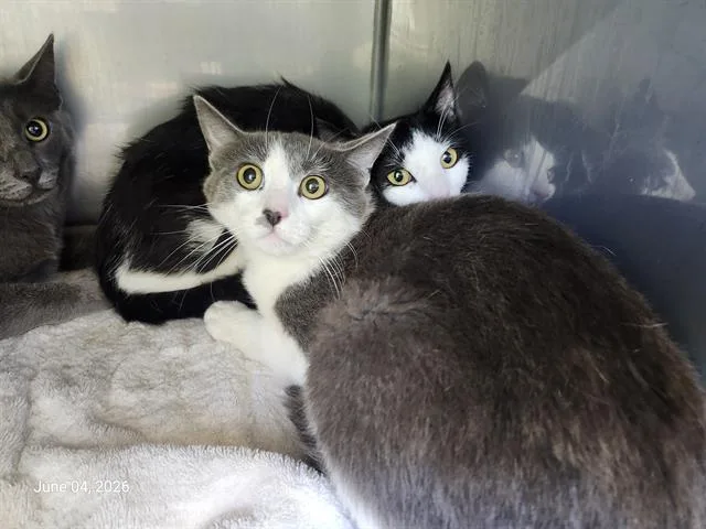 A young medium-sized female Domestic Short Hair cat named Chrissy for adoption in Santa Cruz, CA
