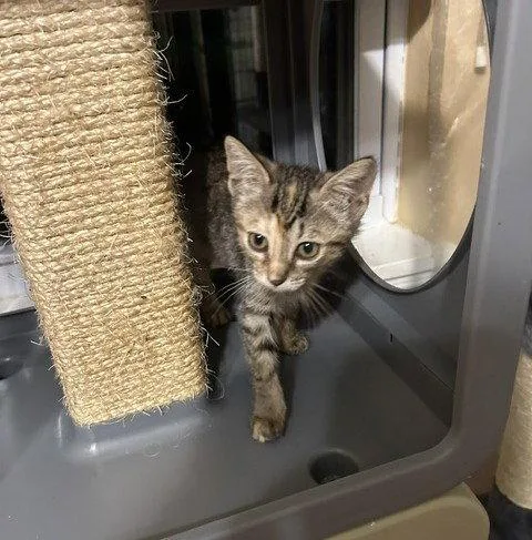 A baby medium-sized female Tabby cat named Tabitha for adoption in Orlando, FL