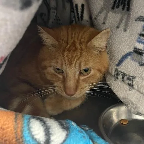 An adult medium-sized male Orange / Red Domestic Short Hair cat named Fuego for adoption in Springfield, IL