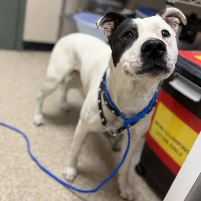 An adult medium-sized female White / Cream Pit Bull Terrier dog named Petey for adoption in Bullhead City, AZ