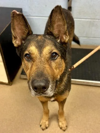 An adult large-sized male Mixed Breed dog named Sandler for adoption in Chamblee, GA