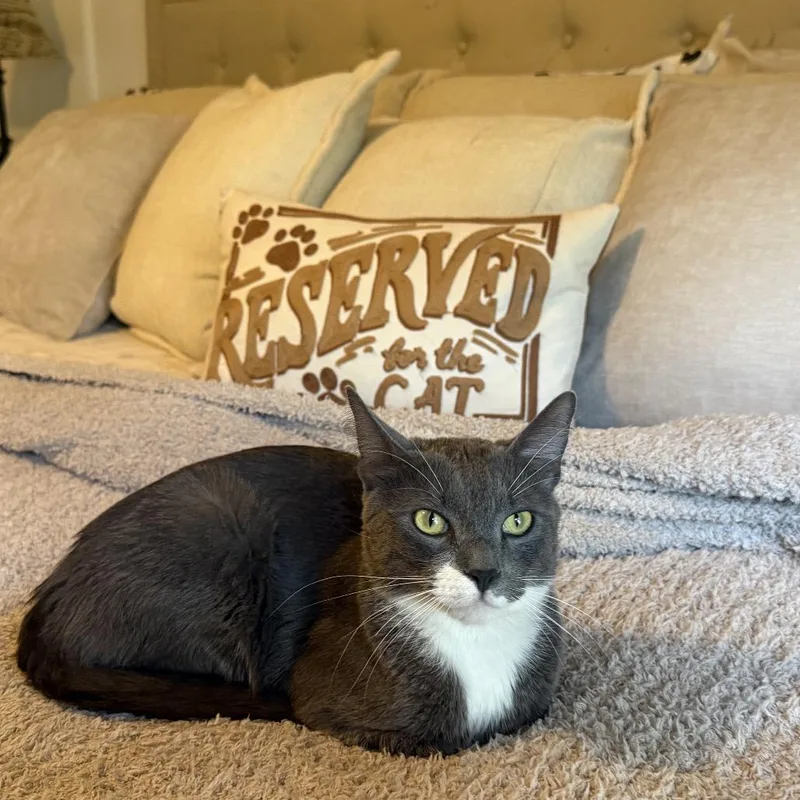 An adult medium-sized male Gray / Blue / Silver Domestic Short Hair cat named Axel for adoption in Chantilly, VA