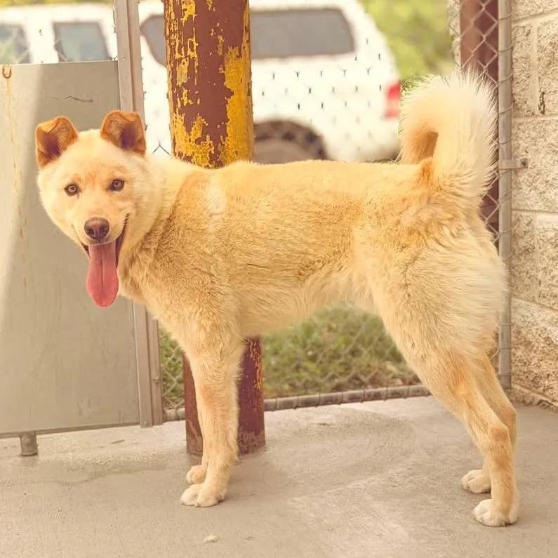 Hatchi