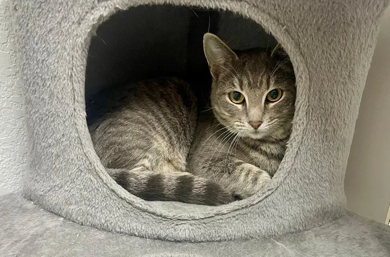 An adult medium-sized female Gray / Blue / Silver Domestic Short Hair cat named Sprinkles for adoption in Pasco, WA