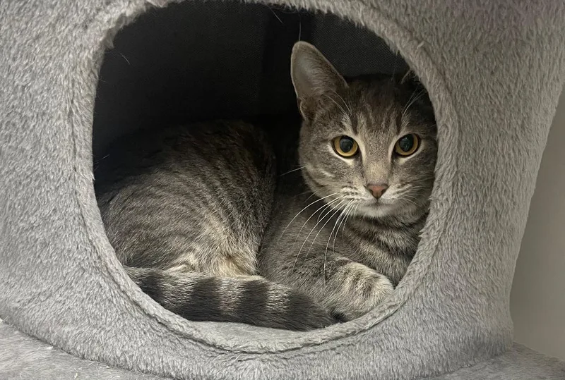 Sprinkles thumbnail 2