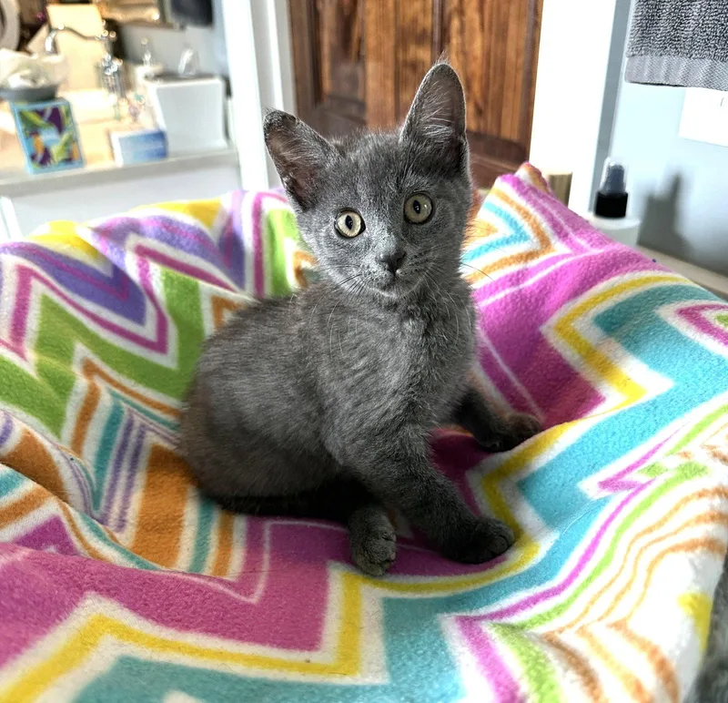 A baby small-sized female Gray / Blue / Silver Domestic Short Hair cat named Chelsea C Ingram for adoption in Saunderstown, RI
