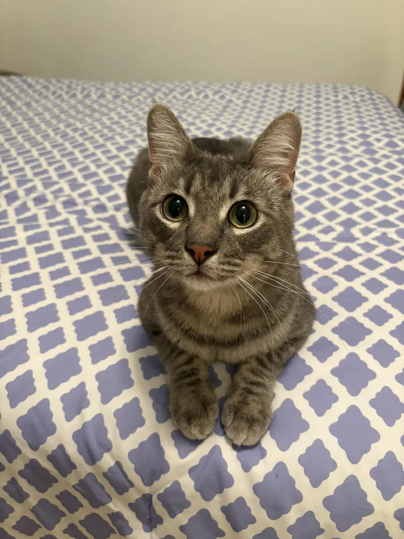 An adult medium-sized male Gray & White Manx cat named Howie for adoption in Frisco, TX