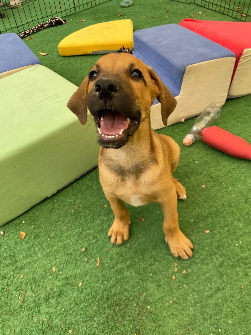 A baby medium-sized male Golden Beagle dog named Anthony Bridgerton for adoption in Austin, TX