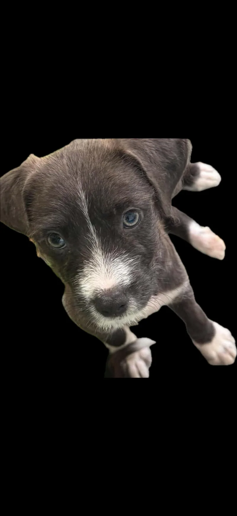 A baby medium-sized male Gray / Blue / Silver Mixed Breed dog named Steele for adoption in Nanuet, NY