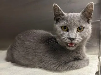 A baby small-sized female Gray / Blue / Silver Domestic Short Hair cat named Fleece for adoption in Bishop, GA