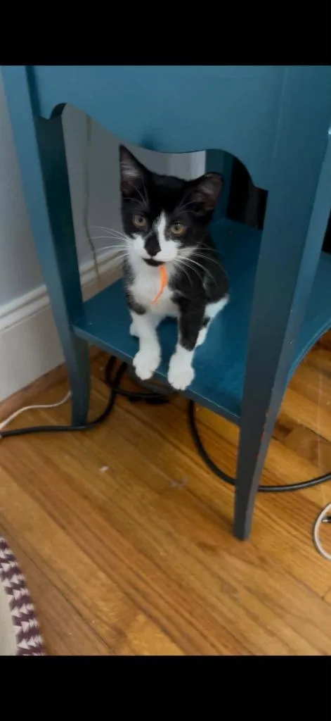 A baby medium-sized female Domestic Short Hair cat named Jasmine for adoption in Grovetown, GA