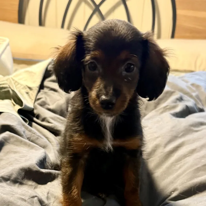 A baby small-sized female Dachshund dog named Eleanor for adoption in Cumming, GA