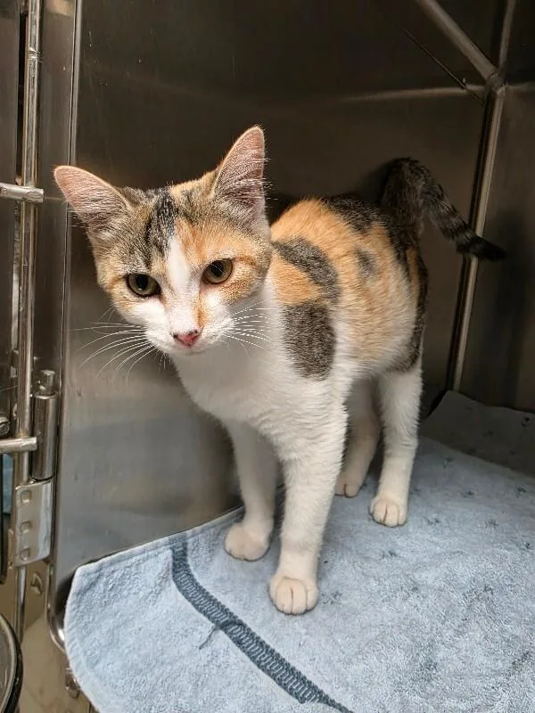 An adult medium-sized female Calico cat named Roxie for adoption in Bluffton, IN