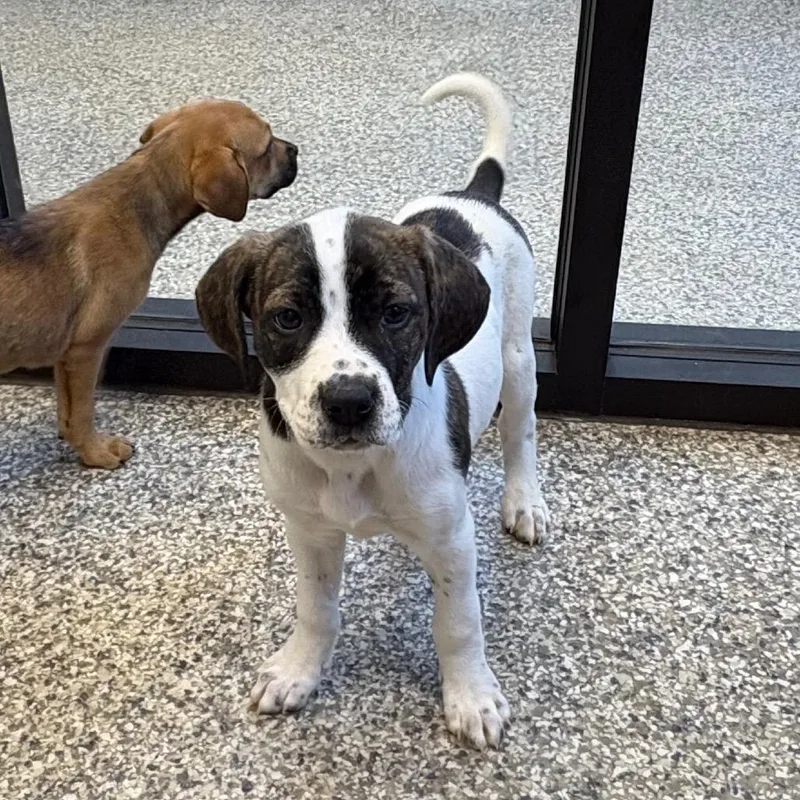 A baby small-sized female White / Cream Mixed Breed dog named Buttercup for adoption in Morganton, NC