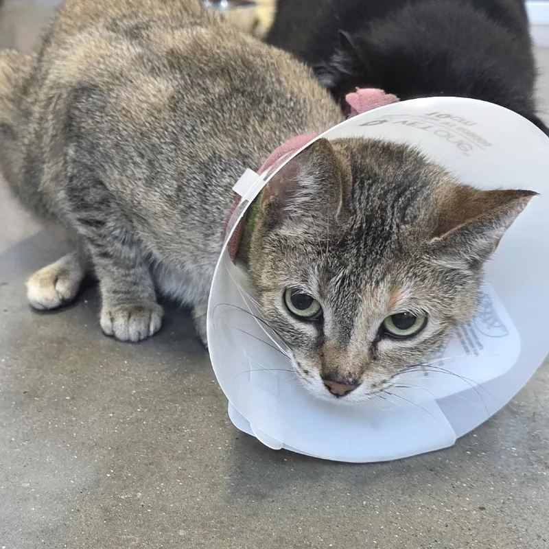 An adult medium-sized female Brown / Chocolate Domestic Short Hair cat named Mae Mae for adoption in Fort Wayne, IN