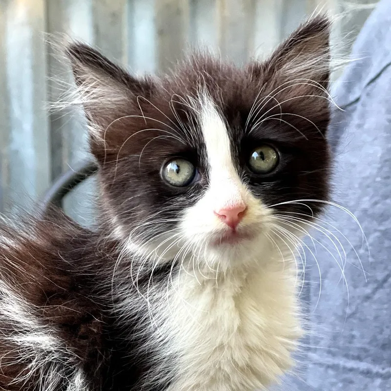 A baby medium-sized female Domestic Long Hair cat named Jenny for adoption in Mt Pleasant, SC