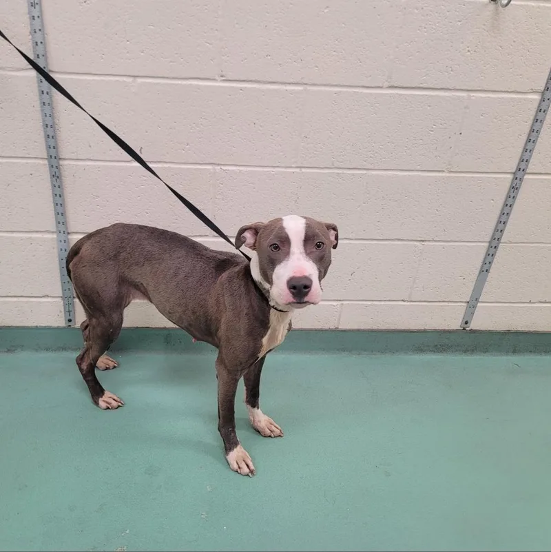 An adult medium-sized female Gray / Blue / Silver Mixed Breed dog named Nina Rey for adoption in Memphis, TN