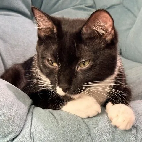 A baby small-sized female Black & White / Tuxedo Domestic Short Hair cat named Grace for adoption in Beaufort, SC