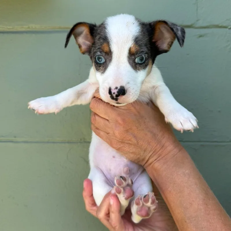 A baby small-sized male Brown / Chocolate Chihuahua dog named Rum Rasin for adoption in Tampa, FL