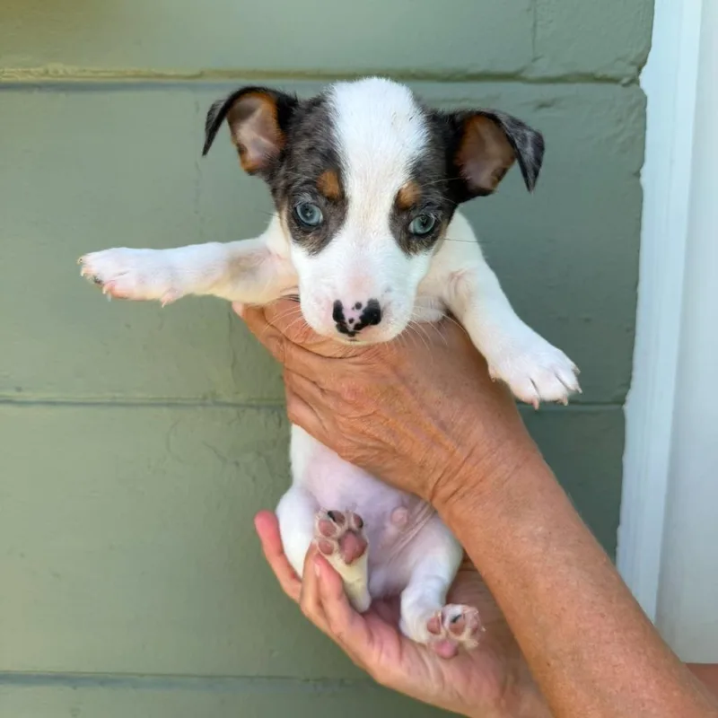 Rum Rasin thumbnail 2