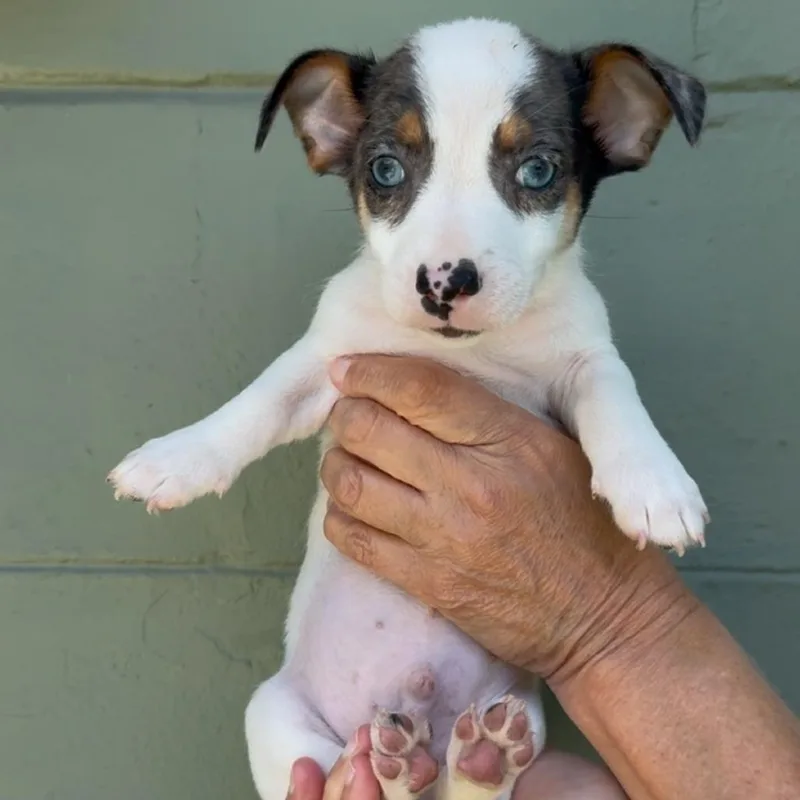 Rum Rasin thumbnail 3