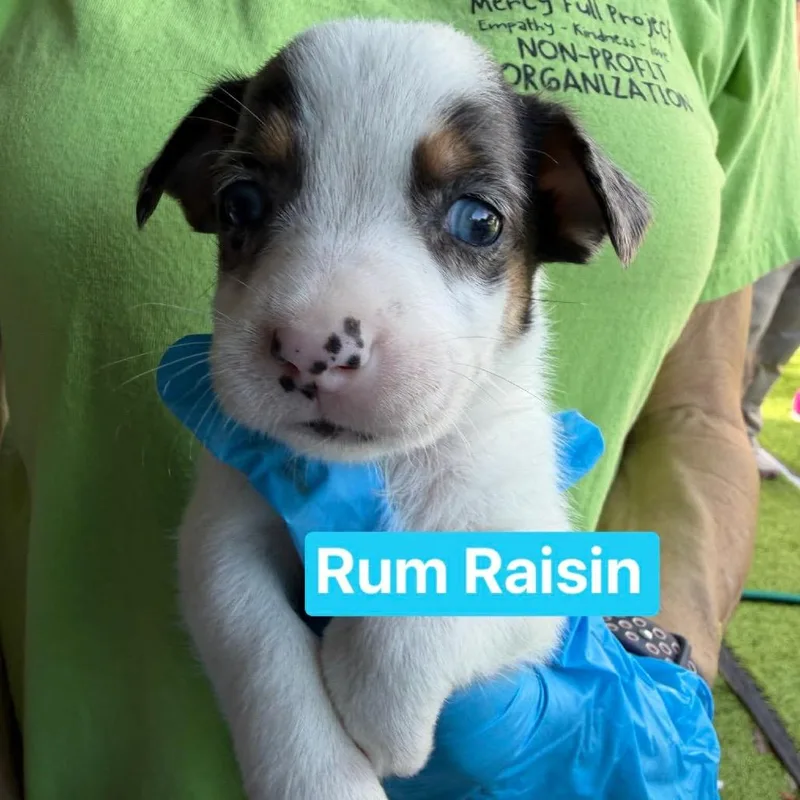 Rum Rasin thumbnail 4