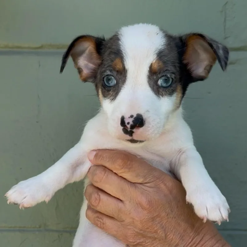 Rum Rasin thumbnail 5