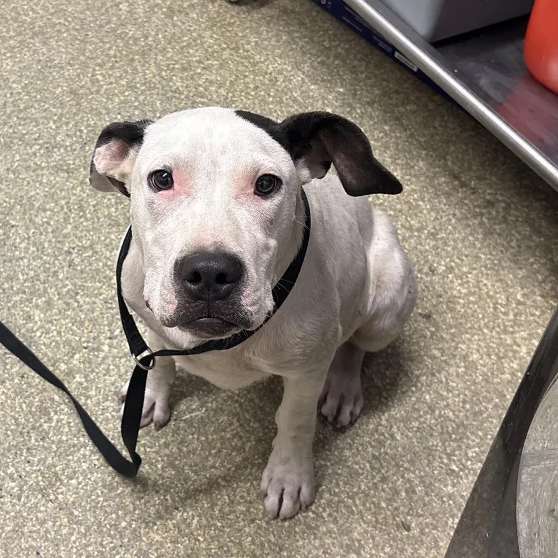 A young medium-sized female White / Cream Pit Bull Terrier dog named IVHSStray for adoption in San Gabriel, CA