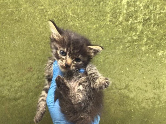 A baby small-sized female Domestic Short Hair cat named Goldfish for adoption in Riverside, CA