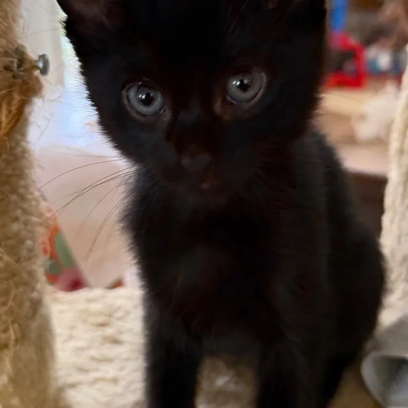 A baby small-sized male Black Domestic Short Hair cat named Dandelion for adoption in Escondido, CA