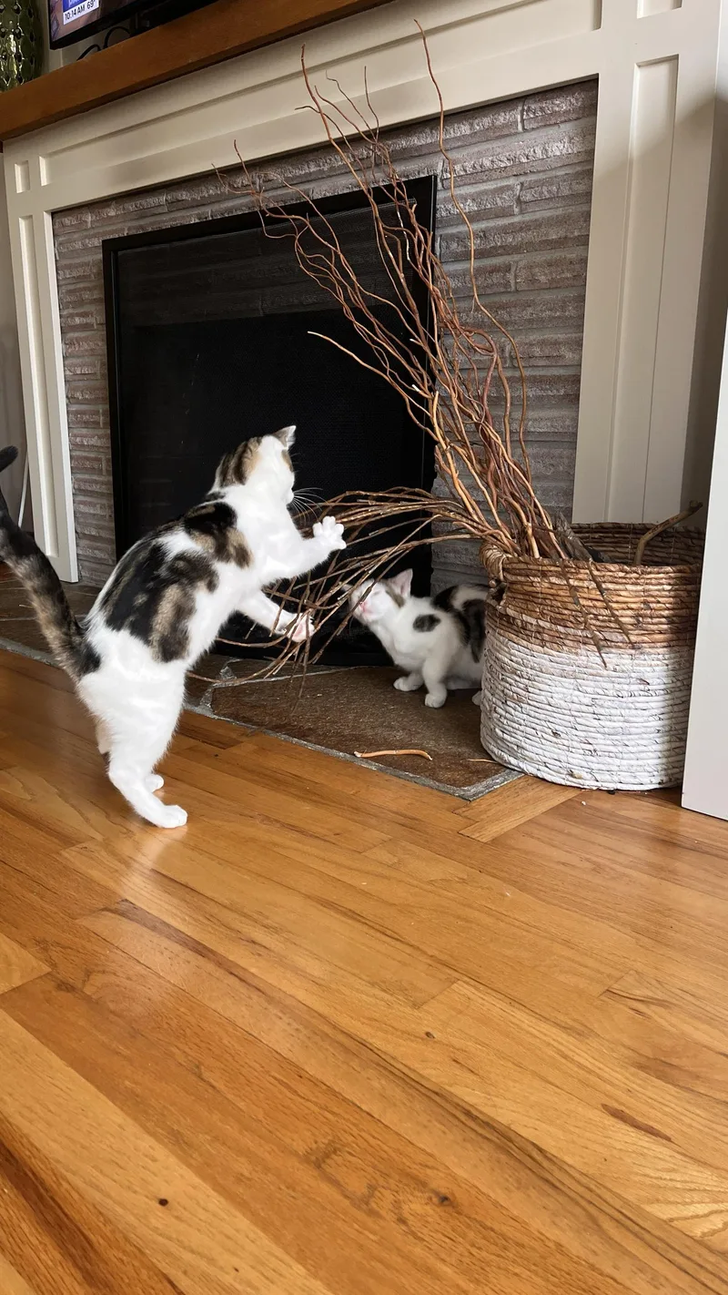A baby large-sized male White Domestic Short Hair cat named Boba and Mochi for adoption in Seattle, WA