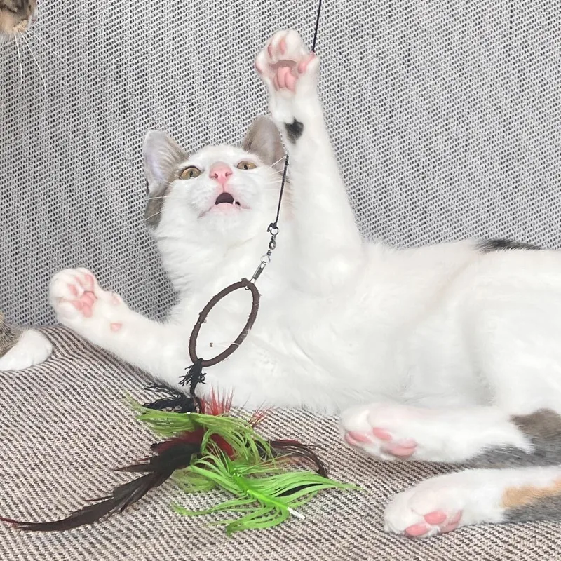 Boba and Mochi thumbnail 3
