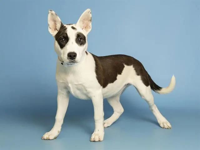 A baby small-sized female Australian Cattle Dog / Blue Heeler dog named Lucy for adoption in Phoenix, AZ