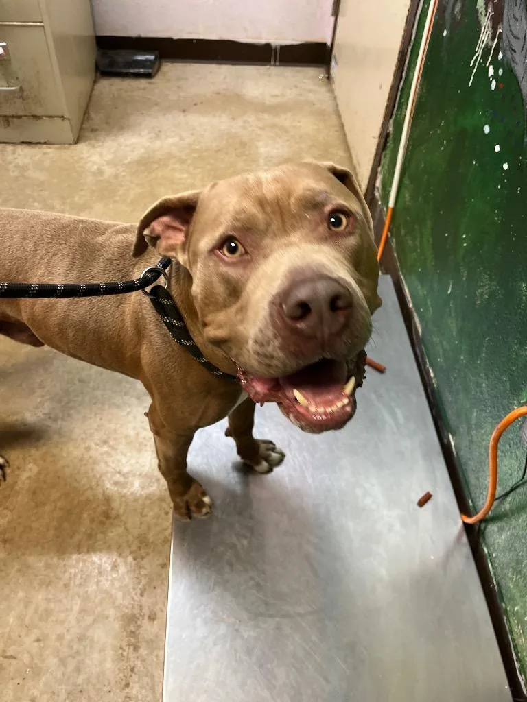 A young medium-sized male Pit Bull Terrier dog named Water Boy for adoption in New Braunfels, TX