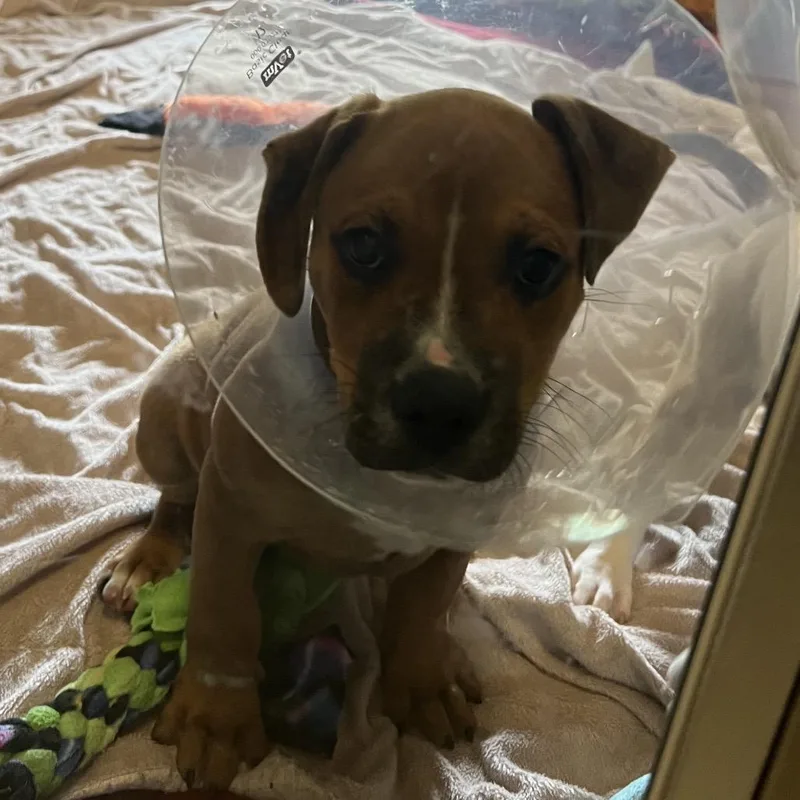 A baby small-sized male Brown / Chocolate Labrador Retriever dog named Wild Thing for adoption in Wilmington, DE