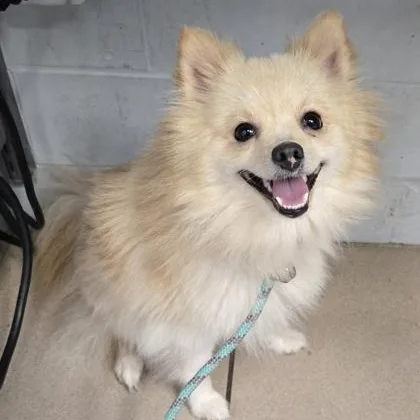 An adult small-sized female Pomeranian dog named Pebbles for adoption in Philadelphia, PA