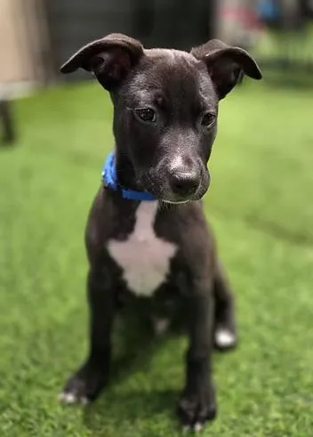 A young medium-sized male Mixed Breed dog named Sana Fe for adoption in Racine, WI